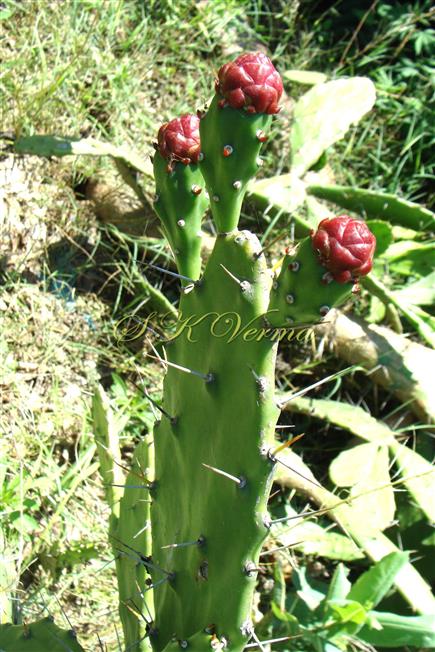  Phylloclade with flowers (Unopened)